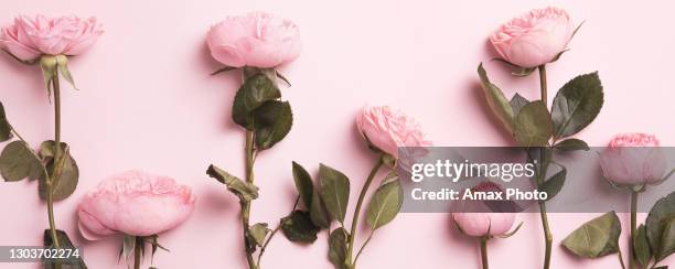 schöne frühlingsblumen auf rosa hintergrund, blumenrahmen zusammensetzung - rosenblatt stock-fotos und bilder