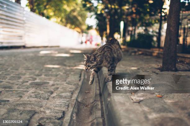 street cat walking on cobblestone street - kopfsteinpflaster stock-fotos und bilder