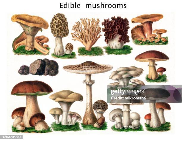 old engraved illustration of a edible fungi, mushrooms - morel mushroom - fotografias e filmes do acervo