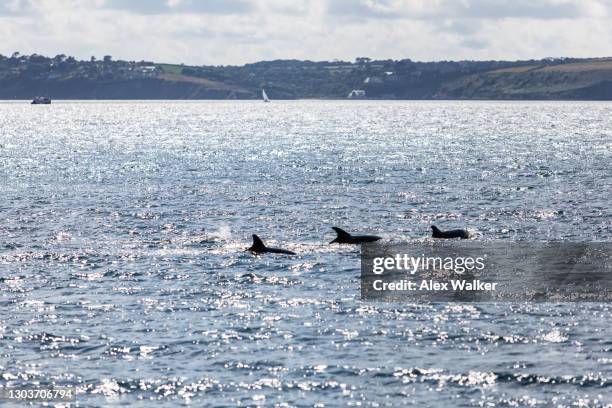 pod of dolphins surfacing in calm waters - swimming with dolphins stock pictures, royalty-free photos & images