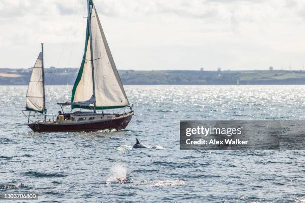 two dolphins surfacing next to small sailing yacht - surfacing stock pictures, royalty-free photos & images