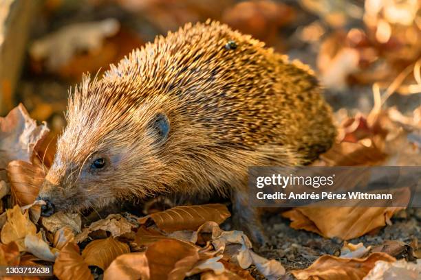 hedgehog in dry autumn leaves - hibernation stock pictures, royalty-free photos & images
