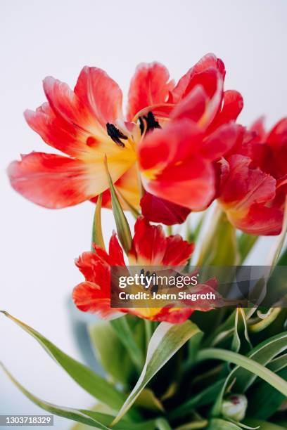 rote / violette tulpen - blumenstrauss frühling stock pictures, royalty-free photos & images