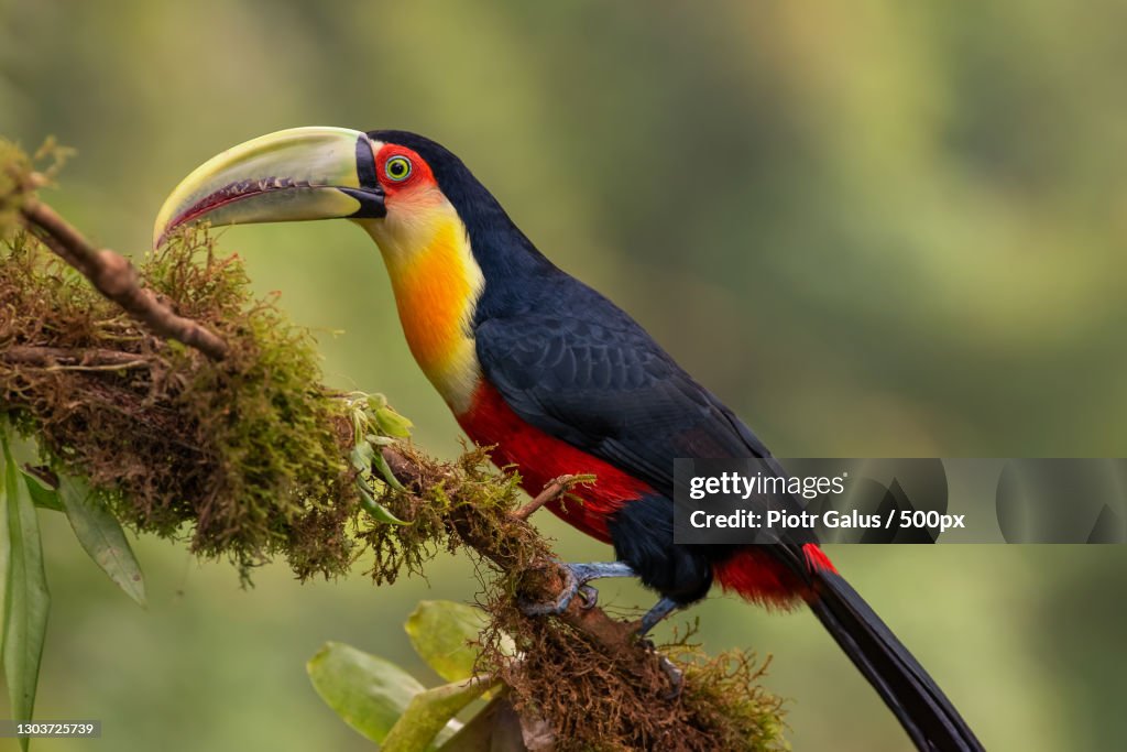 Close-up of bird perching on branch,Brazil