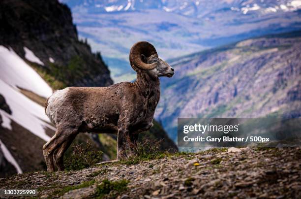side view of goat standing on mountain,flathead county,montana,united states,usa - bighorn sheep stockfoto's en -beelden