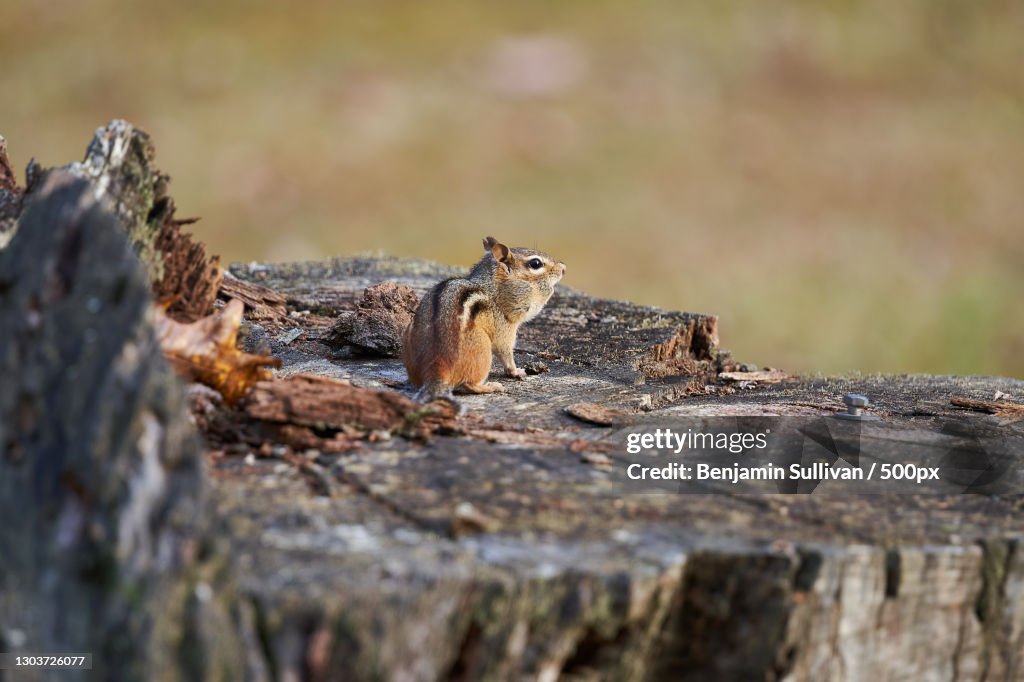 Close-up of squirrel on wood