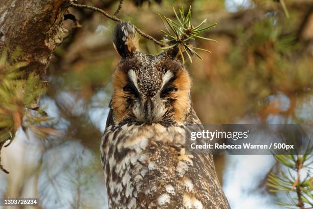 low angle view of owl perching on tree,waterloo,iowa,united states,usa - waterloo - iowa imagens e fotografias de stock