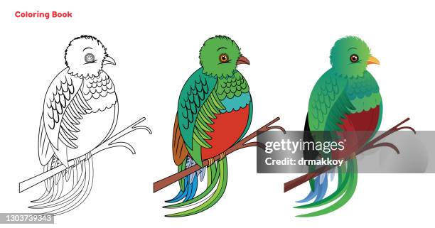 cute quetzal bird coloring book - resplendent quetzal stock illustrations