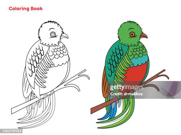 stockillustraties, clipart, cartoons en iconen met leuk quetzal vogel kleurboek - quetzal