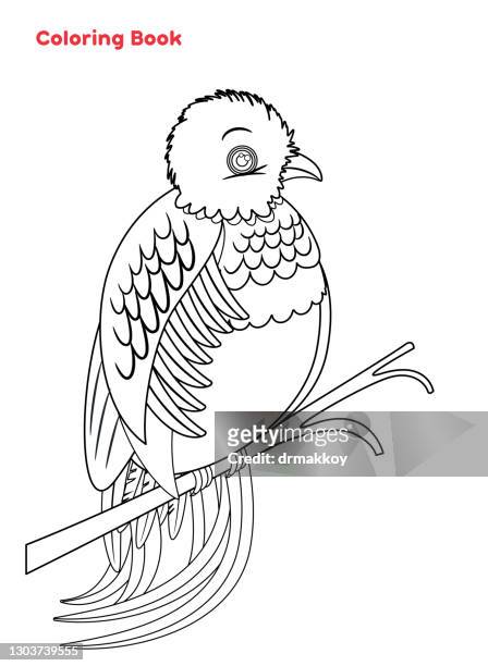 süße quetzal vogel malbuch - quetzal stock-grafiken, -clipart, -cartoons und -symbole