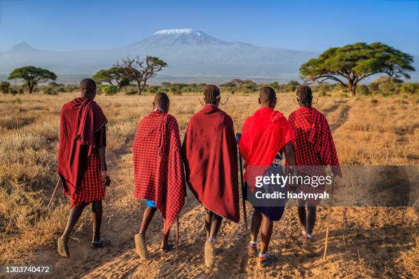 group of maasai warriors going back to village, kenya, africa - masai imagens e fotografias de stock