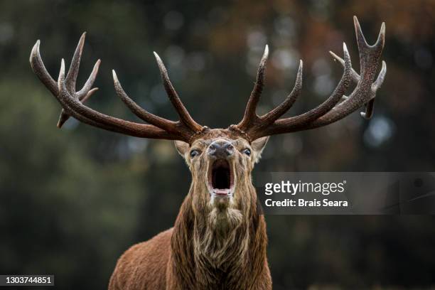 red deer (cervus elaphus) stag bellowing during the rut - antler fotografías e imágenes de stock