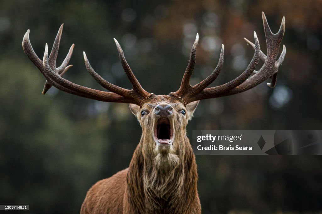 Red Deer (Cervus elaphus) Stag Bellowing During The Rut