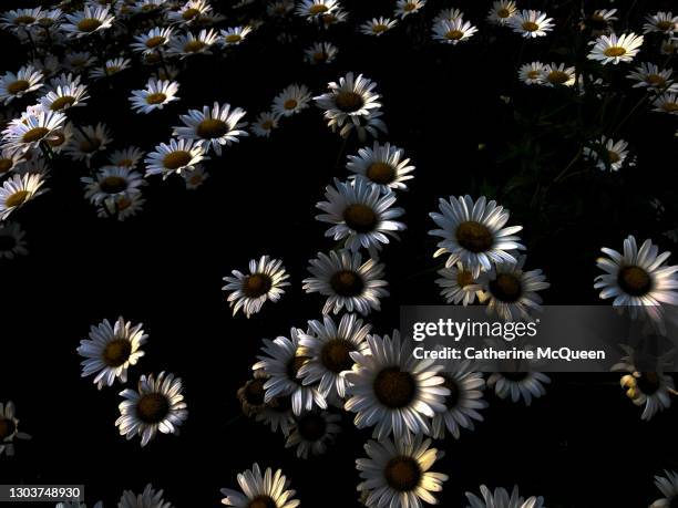 luminescent wild white daisy blossoms in the dark - memorial vigil - fotografias e filmes do acervo