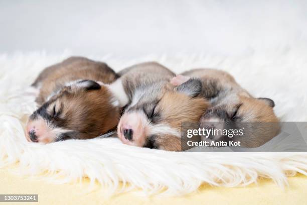 three sleeping puppies - newborn puppy stock pictures, royalty-free photos & images