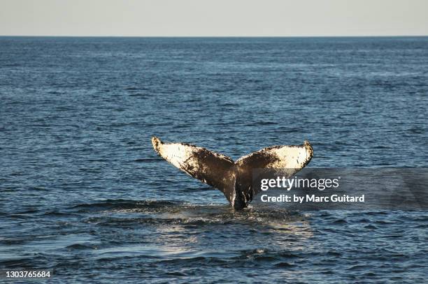 humpback whale (megaptera novaeangliae), maine, usa - golfo de maine fotografías e imágenes de stock