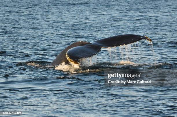 humpback whale (megaptera novaeangliae), maine, usa - whale watching stock pictures, royalty-free photos & images