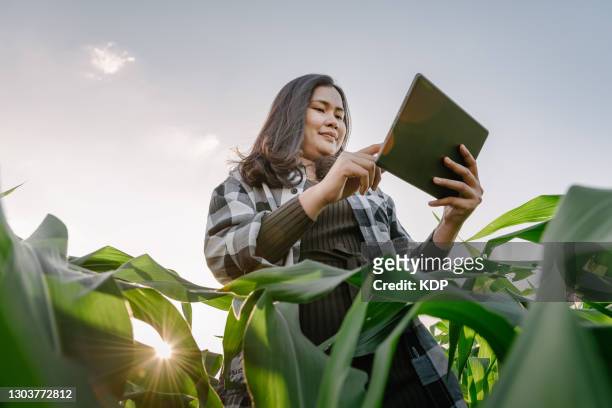 portrait of woman farmer with digital tablet while working at corn field. - farming technology stockfoto's en -beelden