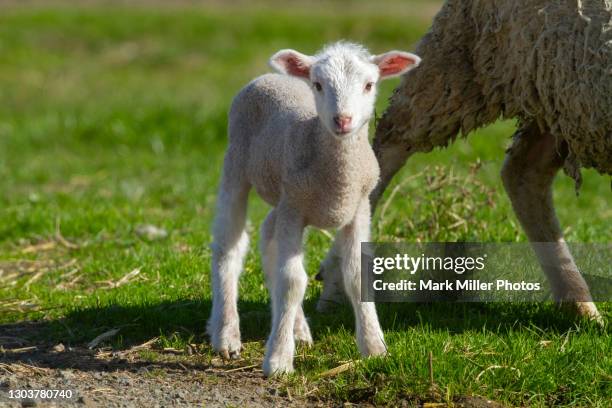 Sheep Ranch Photos and Premium High Res Pictures - Getty Images