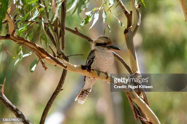 kookaburra - kingfisher australia stock pictures, royalty-free photos & images