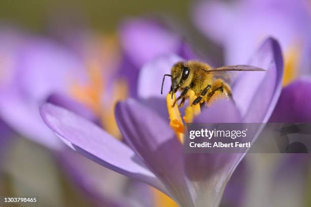 krokusse - krokus iris familie stockfoto's en -beelden