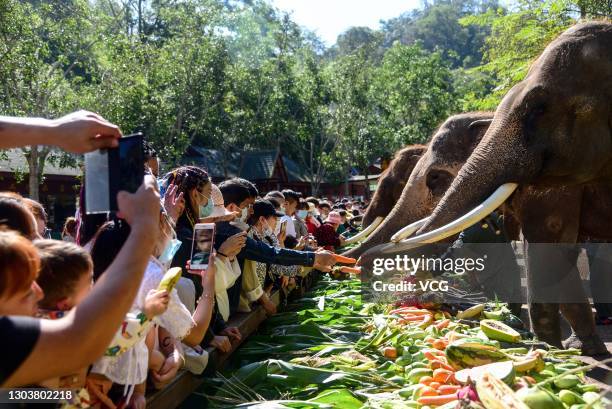 Tourists watch as elephants eat vegetables and fruit at the Wild Elephant Valley on February 22, 2021 in Xishuangbanna, Yunnan Province of China.