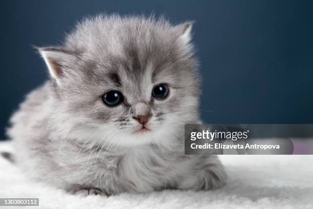 one small fluffy kitten on a blue background - cat white background photos et images de collection