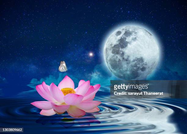 lotus flowers floating in the water at night, there are many moons and stars. - chuseok stock pictures, royalty-free photos & images