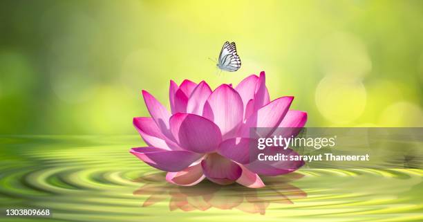 the pink lotus floats in the water and butterflies come to the island. - fiore di loto foto e immagini stock