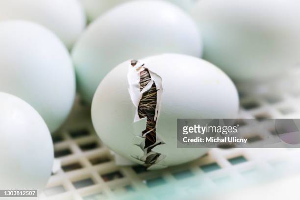 white chicken eggs in an artificial hatchery. in a little while, a little yellow chick will come into the world. - hatchery stock pictures, royalty-free photos & images