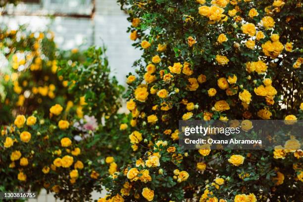 a large bush with small yellow roses. outdoor shooting in the garden - jardín de rosas fotografías e imágenes de stock