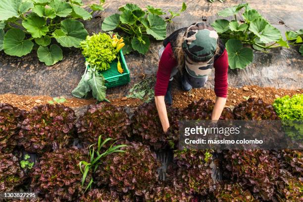 woman organic farmer harvesting salad plants in greenhouse, aerial view. - french garden imagens e fotografias de stock