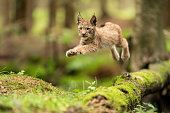 Lynx cub jumpping from fallen mossy tree trunk. Action animal shot. Frozen jump.