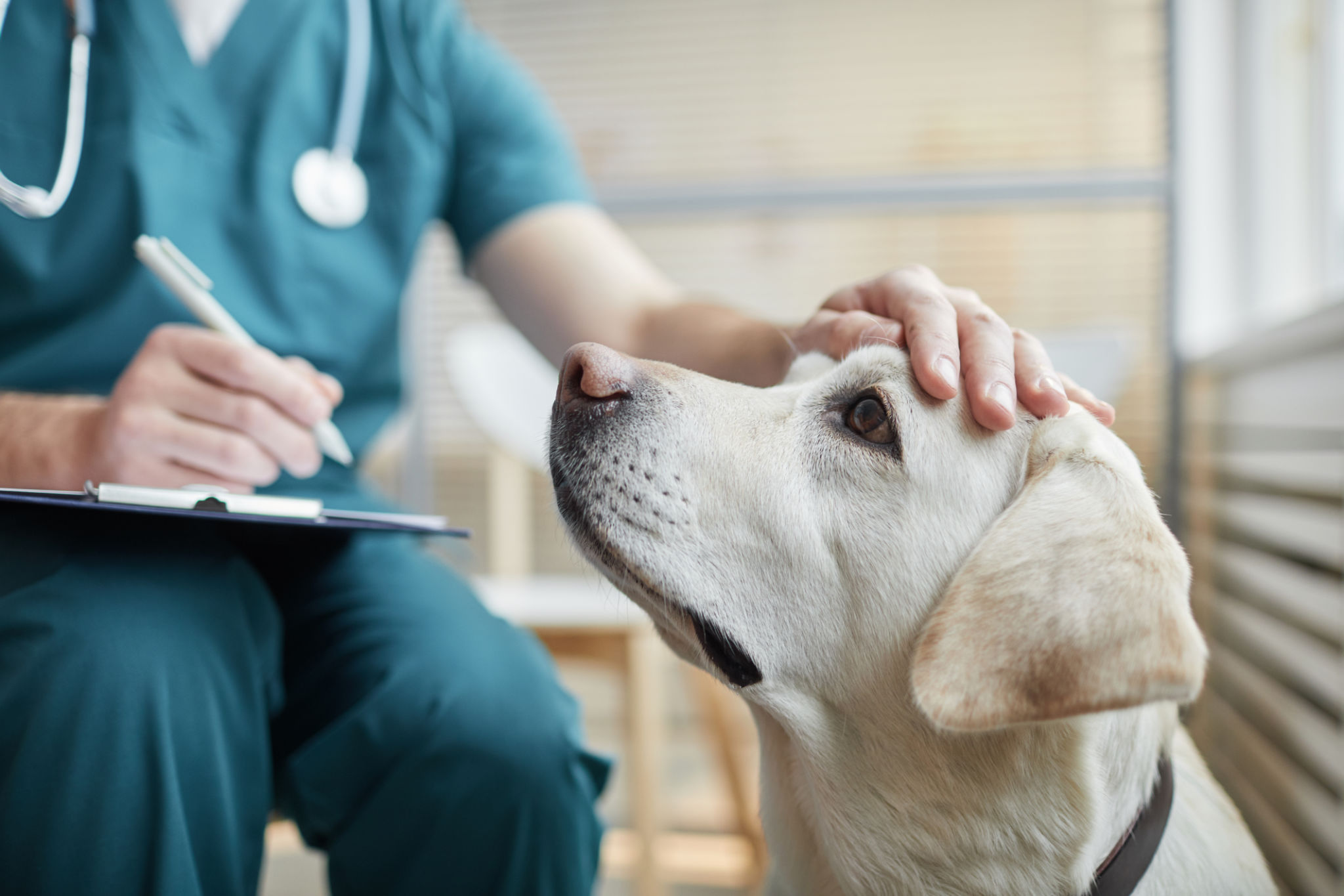 dog vet clinic