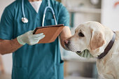 Vet Doctor Examining Labrador Dog