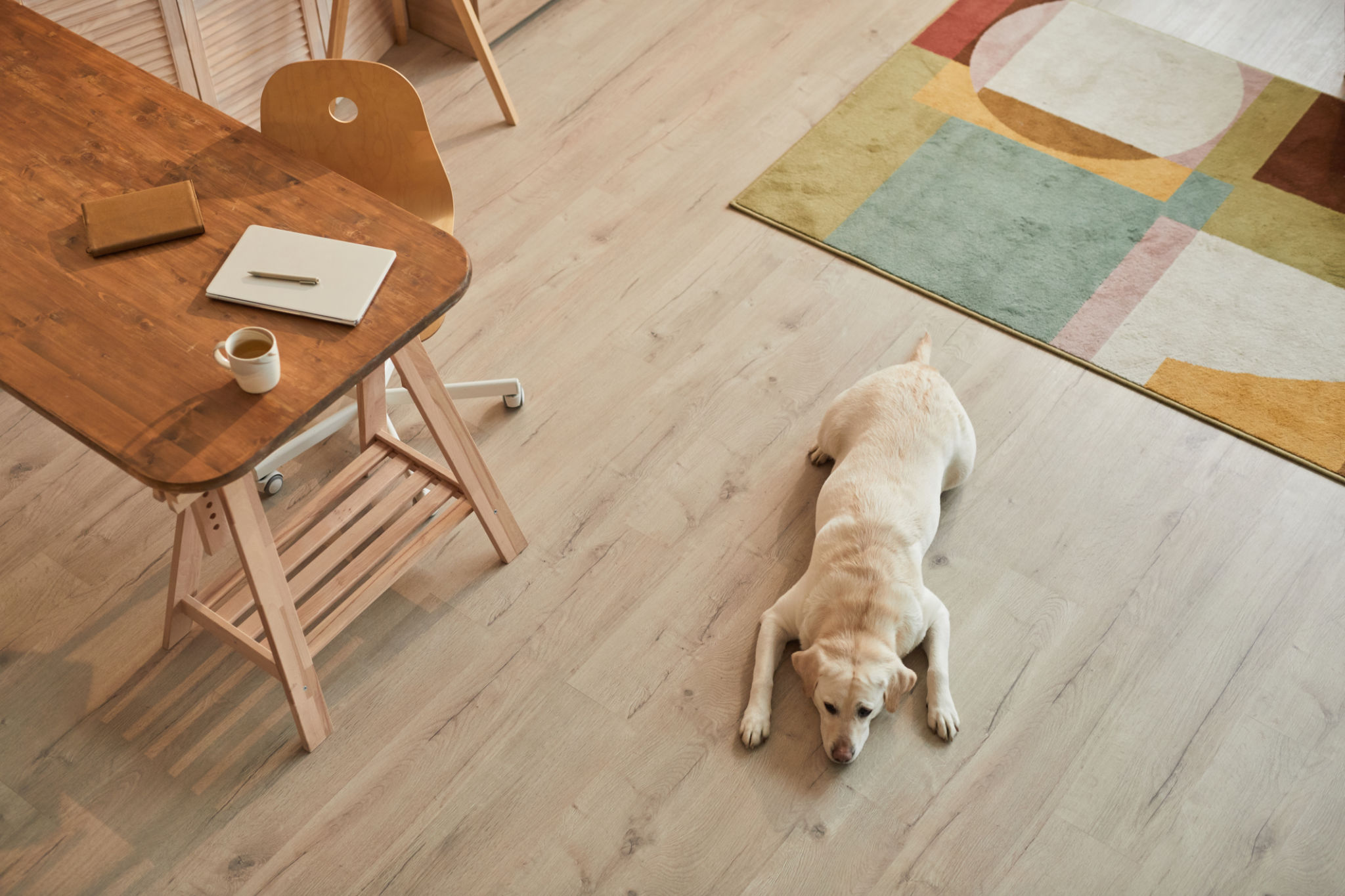 pet on floor