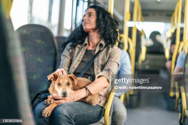 mujer viajando con su perro en el autobús - hora punta fotografías e imágenes de stock