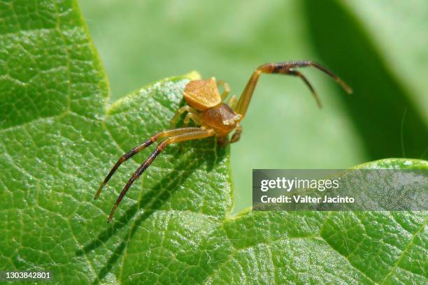 crab spider (thomisus onustus) - algarve crab stock pictures, royalty-free photos & images