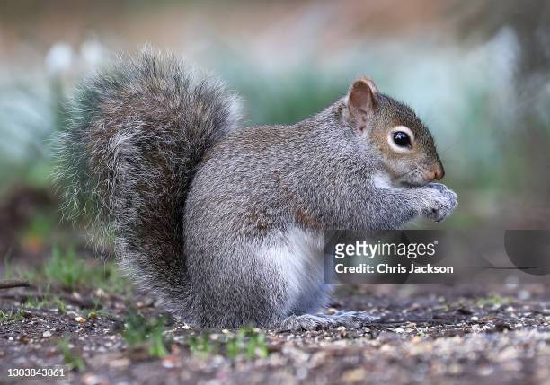 Squirrel at the Royal Botanic Gardens, Kew on February 24, 2021 in London, England.