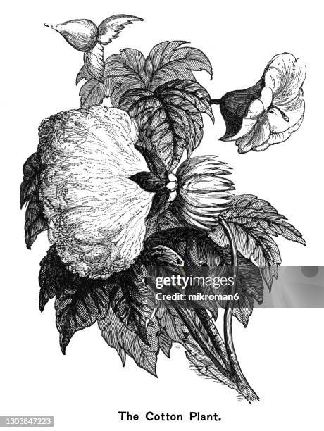 old engraved illustration of cotton plant, botany - cotton plant stock-fotos und bilder