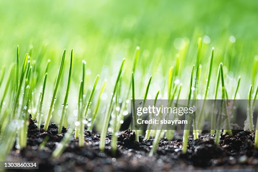 Young plant Young plant