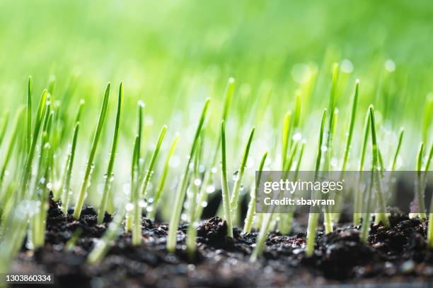 young plant - grass close up stock pictures, royalty-free photos & images