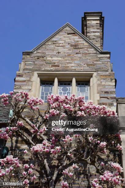 magnolia's in princeton - princeton stockfoto's en -beelden