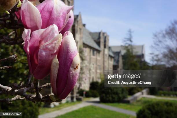magnolias in princeton - princeton stock pictures, royalty-free photos & images