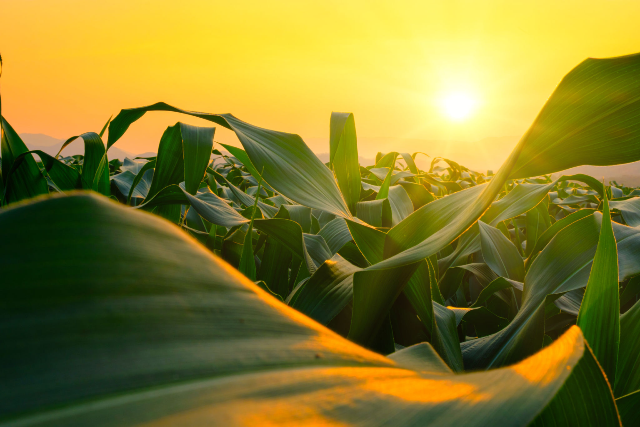 summer farming