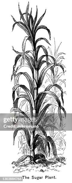 old engraved illustration of sugar cane - grasses and their allies - cana de acucar imagens e fotografias de stock