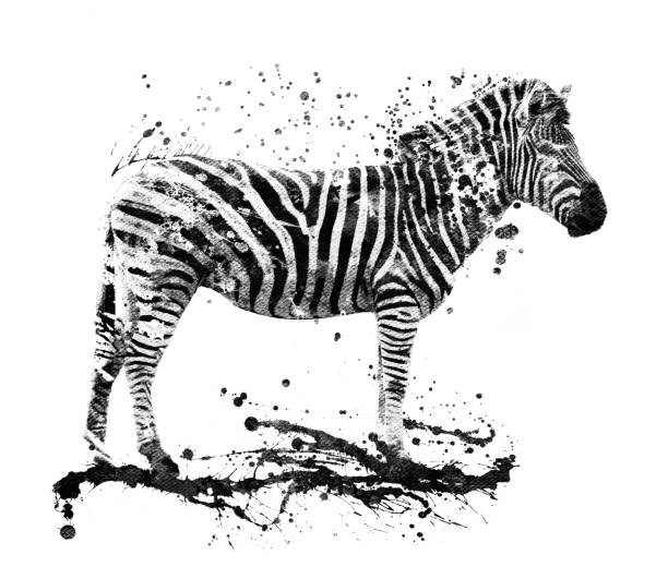 side view zebra illustration - zoo art stock pictures, royalty-free photos & images
