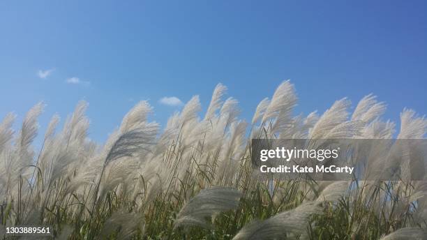 blue sky pampas grass - free wallpapers stock-fotos und bilder