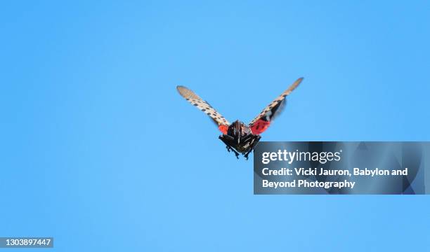 spotted lanternfly flying to camera against blue sky in pennsylvania - spotted lanternflies stock pictures, royalty-free photos & images