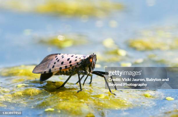 close up of spotted lanternfly invasive species in pennsylvania - spotted lanternfly stock pictures, royalty-free photos & images